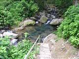 Bosque Estatal de Toro Negro - OROCOVIS, JAYUYA, JUANA DÍAZ